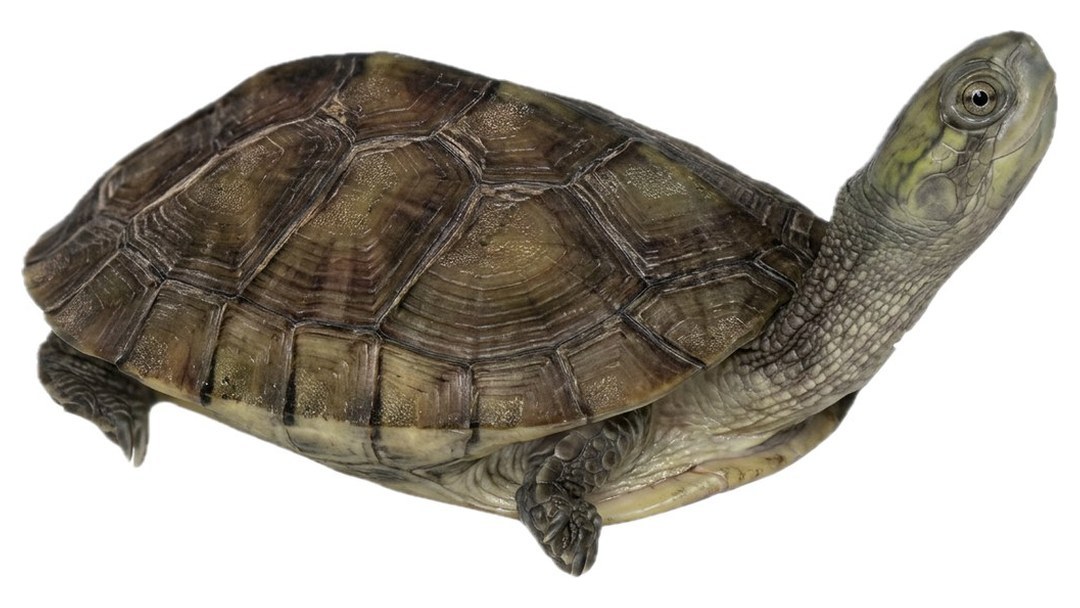 Mung Bean, Yellow Pond Turtle