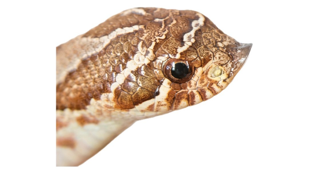 Peanut, Western Hognose Snake