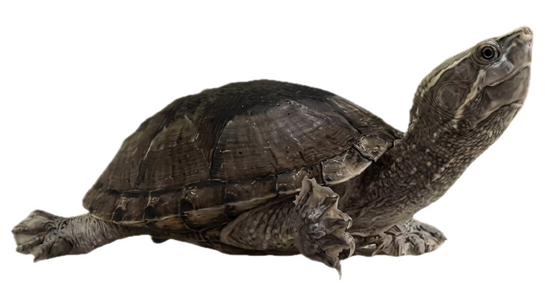 Sesame, Mississippi Musk Turtle